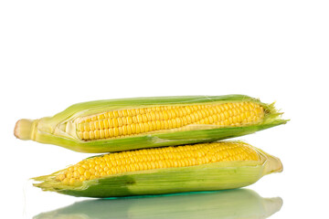 Two cobs of organic sweet corn, close-up, isolated on white.