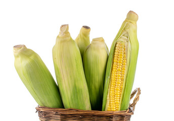 Several unpeeled fresh cobs of sweet corn in a basket, close-up, isolated on white.