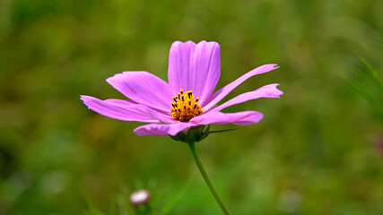 Obraz premium Multicolored inflorescences of an ornamental plant called Double-feathered Cosmos, growing commonly in flower meadows in the city of Białystok in Podlasie in Poland.