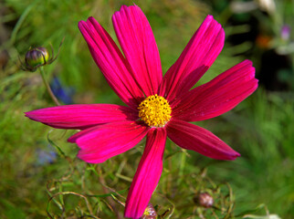 Multicolored inflorescences of an ornamental plant called Double-feathered Cosmos, growing commonly in flower meadows in the city of Białystok in Podlasie in Poland.