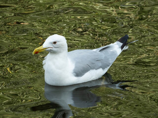 Seagull swims in the lake, close-up view