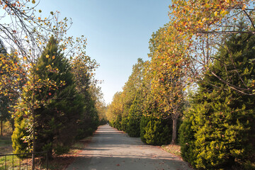 View of autumn park alley,  sunny park scene