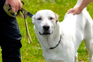 Big white alabai dog near the owner. another man strokes the dog with his hand