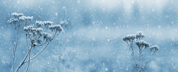 Winter background with snow-covered dry grass during snowfall, panorama
