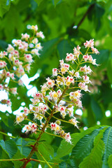 Branch of chestnut, close up. White chestnut flowers against the background of lush green leaves