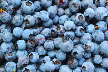 Wild blueberry bush with fruit