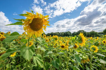 A field of sunflowers in bloom in late summer.