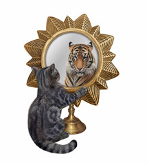 A gray cat looks in a star shaped mirror. He sees a tiger there. White background. Isolated.