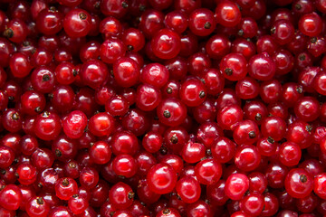 background of ripe red currant berries