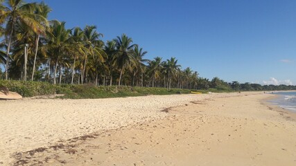 sand beach with palm trees