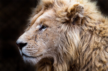 Portrait of a male lion.  Rietvlei Nature Reserve, Gauteng, South Africa.