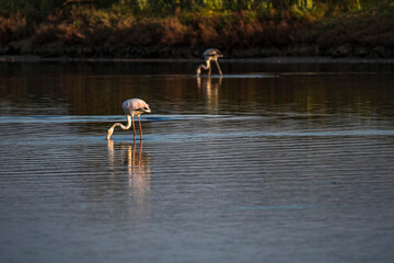 Wildlife scenery view with beautiful birds and flamingos at sunset