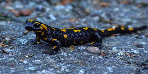 płazy, salamandra plamista - 450898163