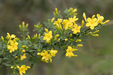 Obraz premium Flowers of Bush Jasmine