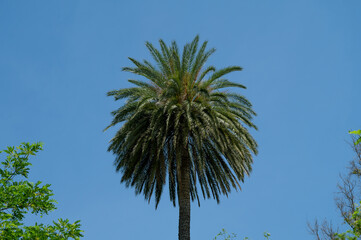 High palm tree with blue sky on background. Sunny summer day.