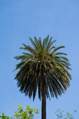 High palm tree with blue sky on background. Sunny summer day.