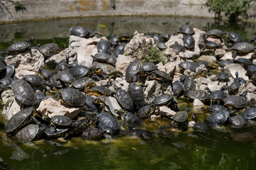 Fototapeta na wymiar A lot of turtles on a stone island in a pond in the National garden of Athens. Wildlife.