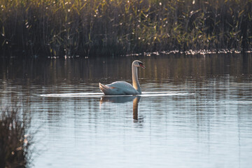 Wildlife scenery view with beautiful birds and swans and at sunset in Greece