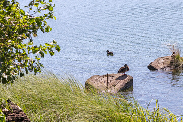 Kaczka stojąca na kamieniu wokół jeziora. - obrazy, fototapety, plakaty
