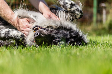 A happy dog lying on a meadow and enjoys belly rubs of its owner