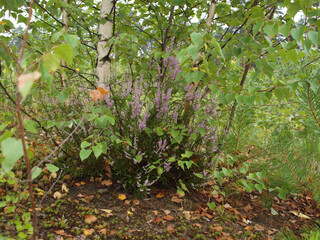 Heather bush on the background of birch trunks in the summer forest.