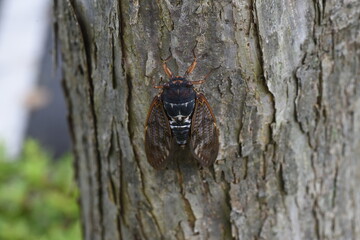 Large brown cicada (Graptopsaltria nigrofuscata). A large cicada with brown opaque wings. 