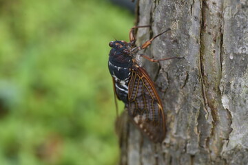Large brown cicada (Graptopsaltria nigrofuscata). A large cicada with brown opaque wings. 
