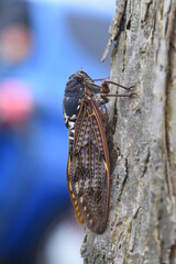 Large brown cicada (Graptopsaltria nigrofuscata). A large cicada with brown opaque wings. 