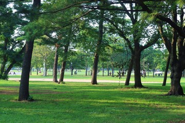 Fototapeta na wymiar Park Trees