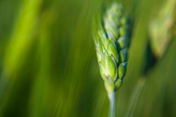 A close-up of wheat ear. Natur product.
