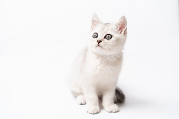 white and gray kitten on a white background, isolated