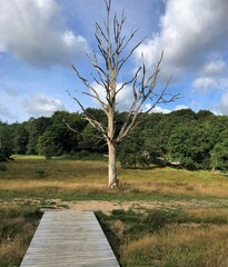 Wooden walkway ending in front of dead tree on the heath, Dollerup, Viborg, Denmark