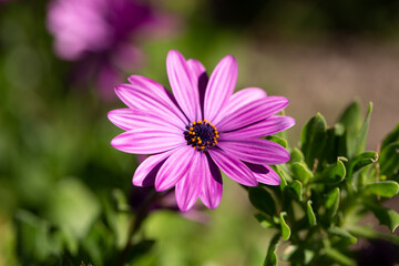 beautiful photographs of flowers in the field