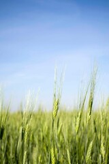 Fototapeta premium green wheat field on blue sky background