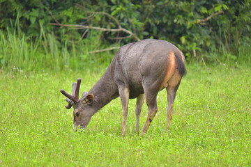 Cute deer enjoy eating grass in the national park is very abundant environment of the forest.