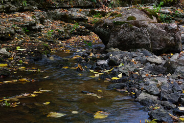 The forest river, which became a stream in the summer heat, at the bottom of its channel in the depths of the ravine, flows among granite stones and flagstone, everywhere fallen yellow foliage.