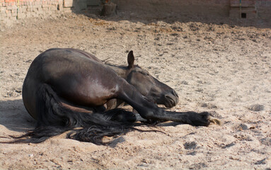 Bay horse. The horse is lying in the sand. Sports horse