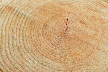 background wooden stump rings slice detail