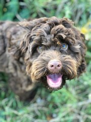 Cockapoo