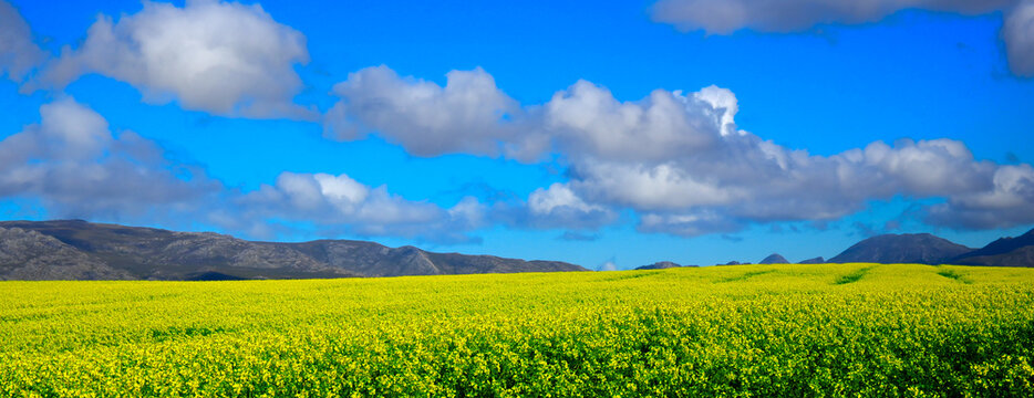 Conola Fields