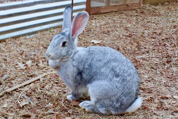 Flemish Giant Rabbit