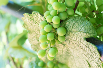 Ripening white grapes in garden. Agricultural background.