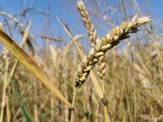Weizenfeld mit blau Himmel, Weizen &Auml;hre