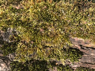 moss on stone