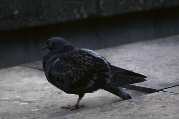 Pigeon on the roof