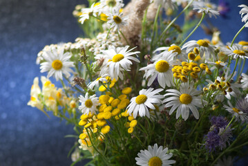 Wildflowers. Bouquet of chamomile and tansy on blue background