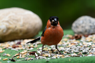 Dompfaff oder Gimpel