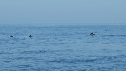 Fototapeta na wymiar Whale watching in Mediterranean sea