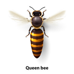Realistic Bee Queen Mother. Detailed Illustration of a Queen Bee on White Backdrop. Macro Insect, Concept of Food Industry, or Beekeeping