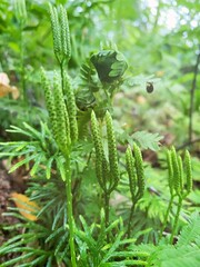 Ferns